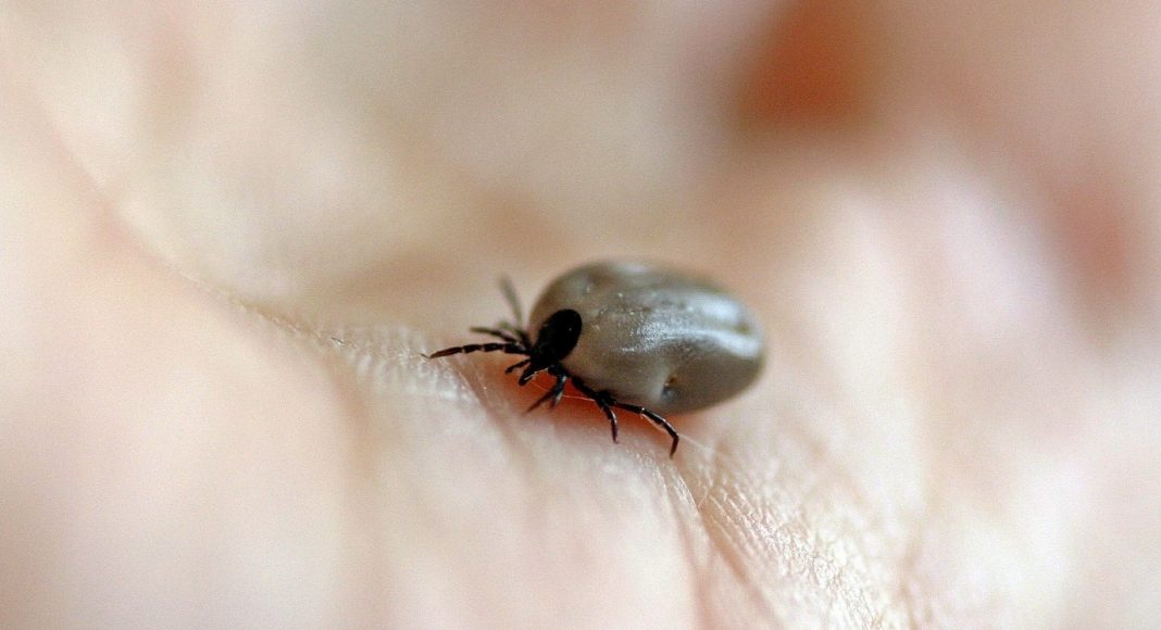 tick 482613 1920 e1615277507221