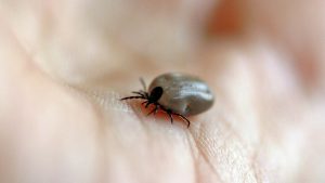 Tick 482613 1920 e1615277507221