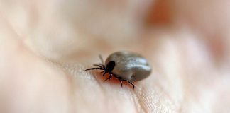 tick 482613 1920 e1615277507221