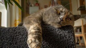 Nackenheimer weinfest findet auch 2021 nicht statt