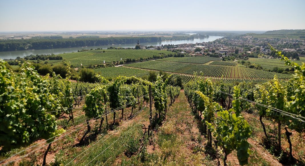 Nierstein Rheinblick