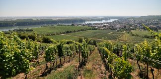 20170706 110214 TL Nierstein Rheinblick scaled e1618313920791