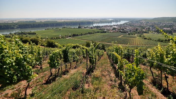 20170706 110214 TL Nierstein Rheinblick scaled e1618313920791