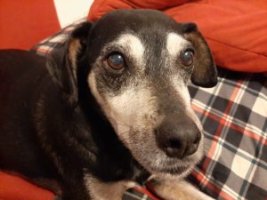 Dubiose anrufe wegen corona-impfungen im kreis mainz-bingen