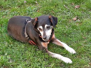 Lebensmittelrückruf wegen lösemittel im mineralwasser