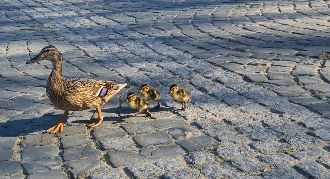 20210427 180107 resized 1