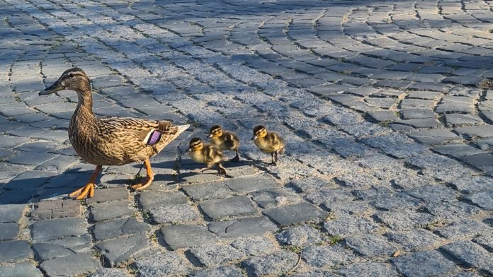 20210427 180107 resized 1