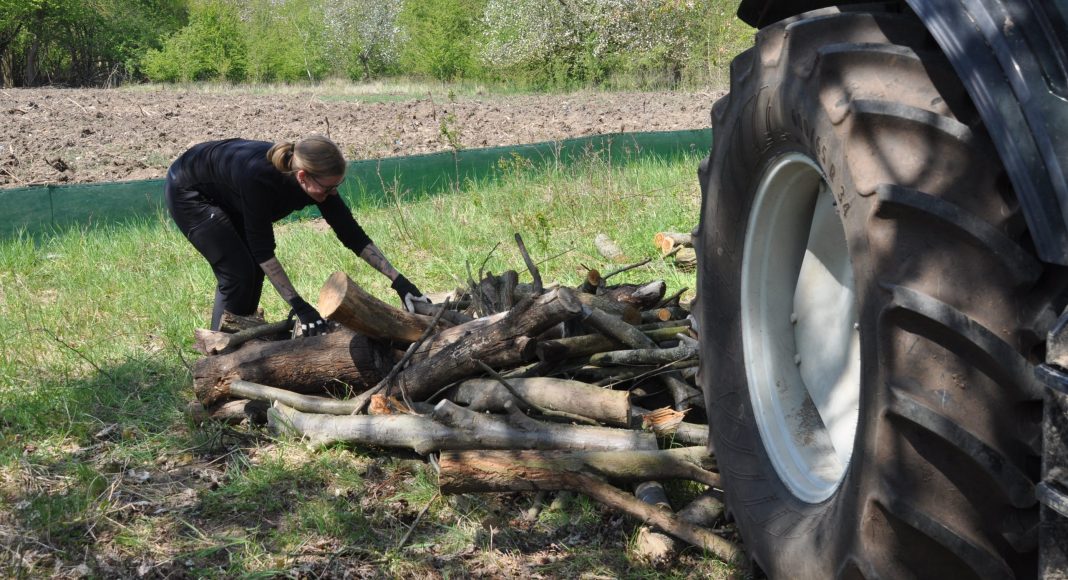 210429 Zauneidechsen DSC 0038 scaled e1619770571872