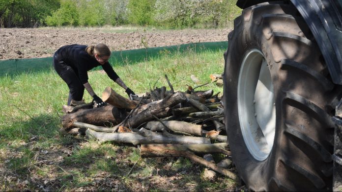 210429 Zauneidechsen DSC 0038 scaled e1619770571872