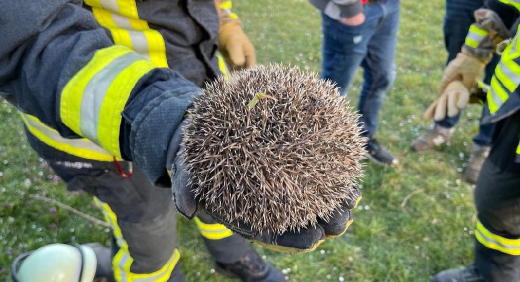 Igel