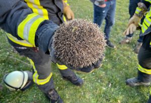 Polizei stellt mehrere sportwagen sicher und fertigte strafanzeigen an