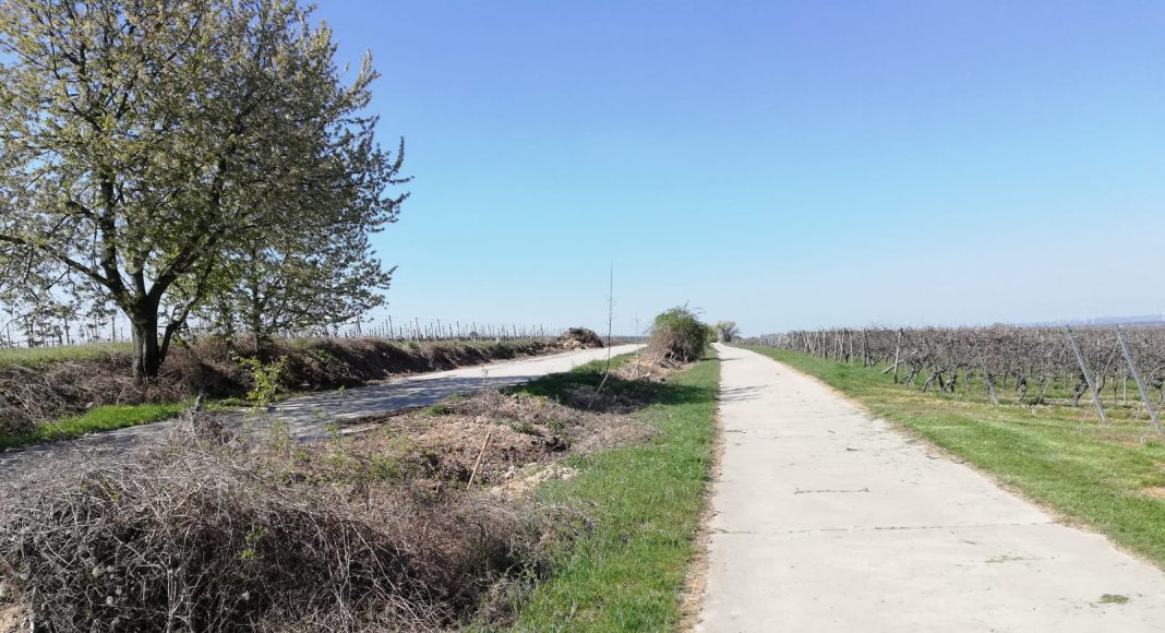 Internationaler Tag des Baumes April2021 5 e1619245642220