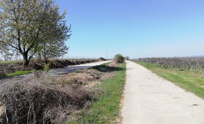 Internationaler Tag des Baumes April2021 5 e1619245642220