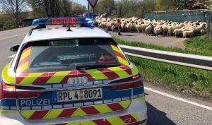 Wichtige information der stadt hochheim zu eichenprozessionsspinnern