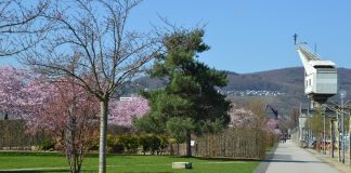 Rheinufer heute Bild aus dem Jahr 2019 e1618303220285