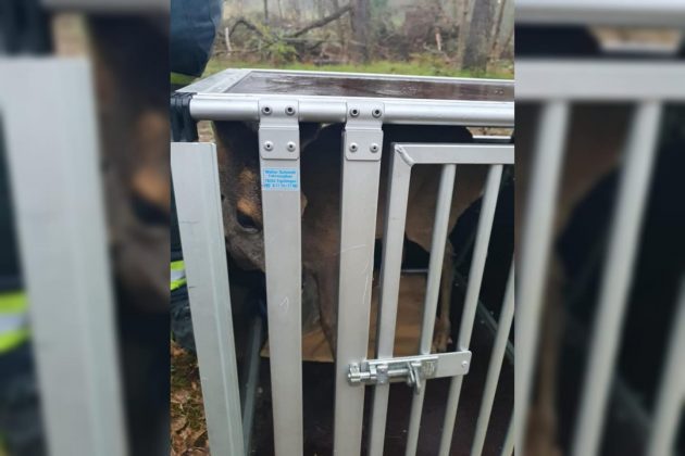 WhatsApp Image 2021 04 10 at 16.48.18 e1618066556346