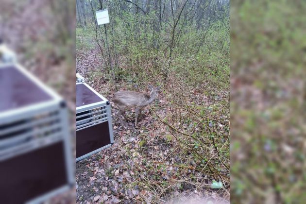 WhatsApp Image 2021 04 10 at 16.50.00 e1618066575949