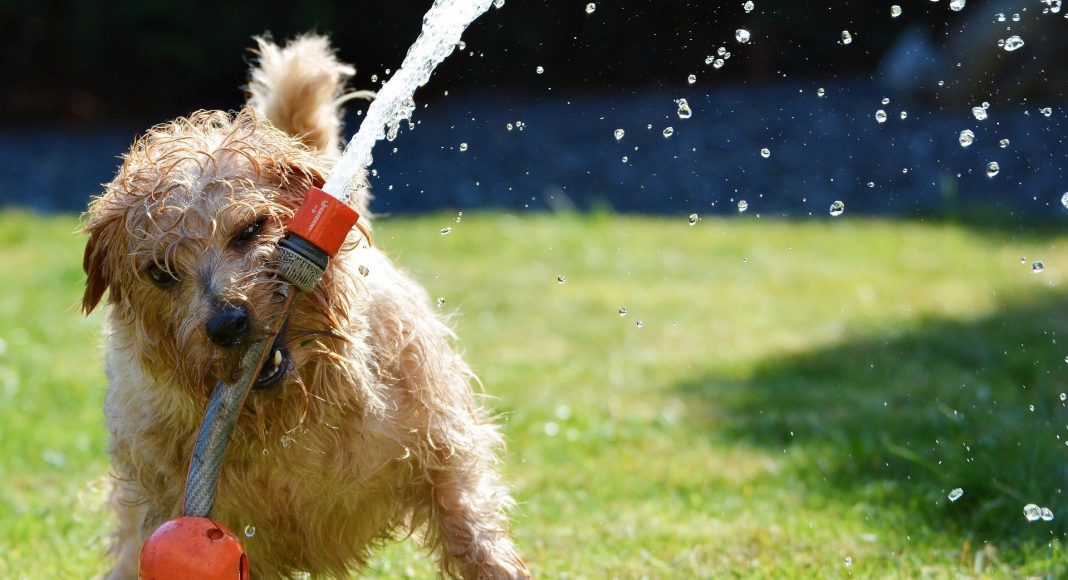 dog 1310545 1920 e1619074013985 dog 1310545 1920 e1619074013985