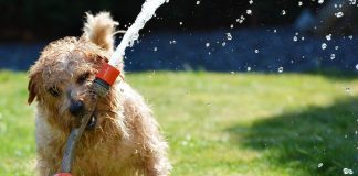 dog 1310545 1920 e1619074013985