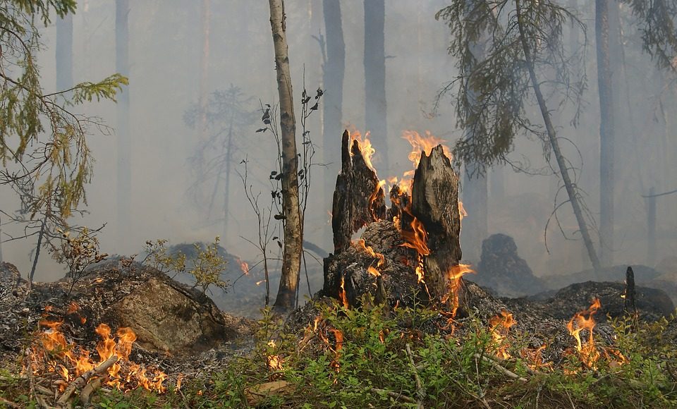forest fire 432877 960 720 e1659110588294