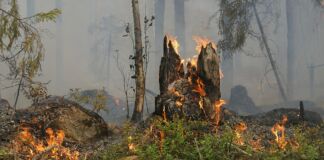 forest fire 432877 960 720 e1659110588294