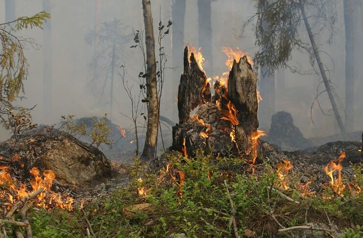 forest fire 432877 960 720 e1659110588294