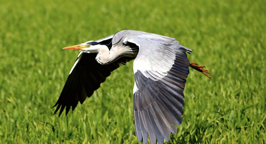 heron 2304924 1920 heron 2304924 1920