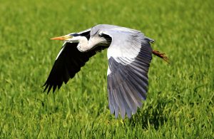 Heron 2304924 1920