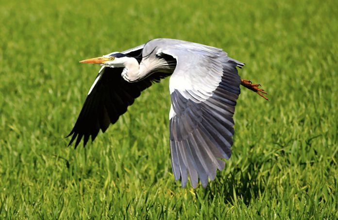 heron 2304924 1920