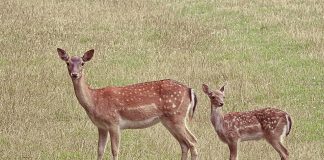 roe deer 1577513 960 720