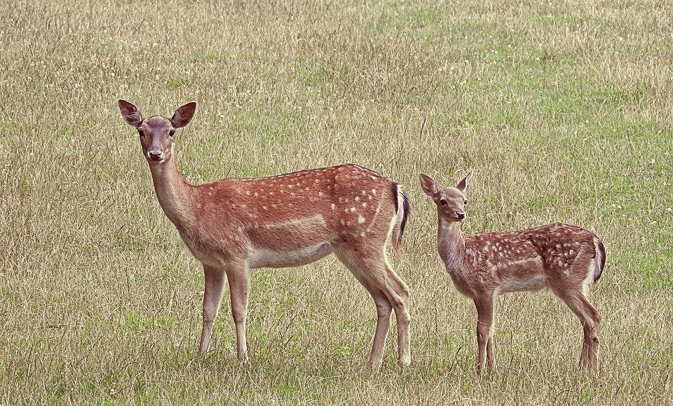 roe deer 1577513 960 720