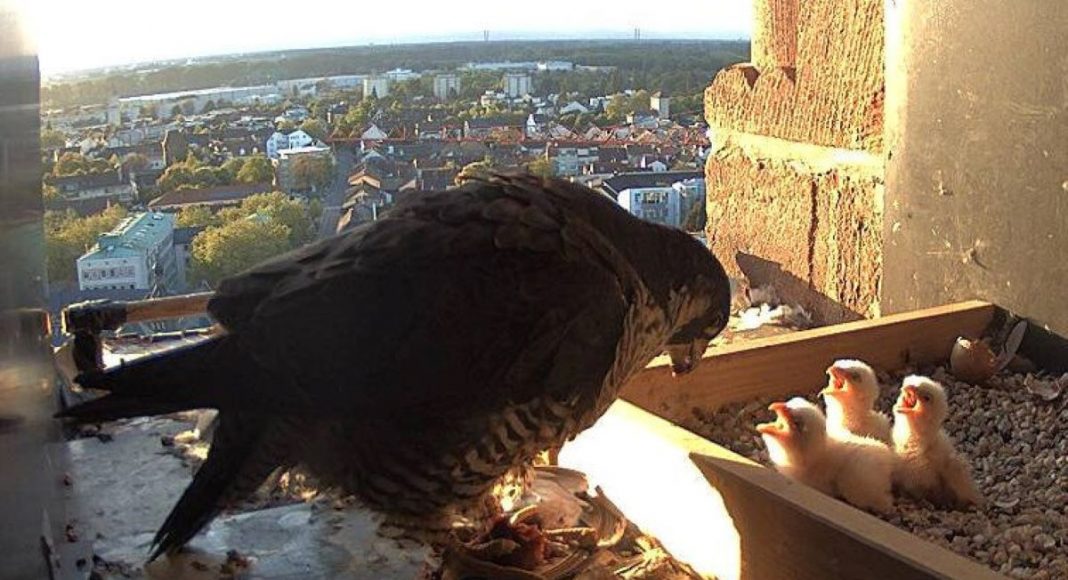 2ede29d5 6e4e3d30@1278w