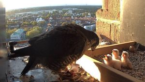 Vielfalt der möglichkeiten zur altersvorsorge