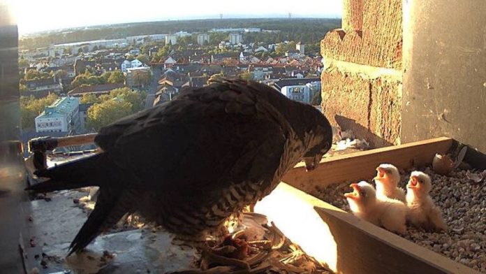 2ede29d5 6e4e3d30@1278w