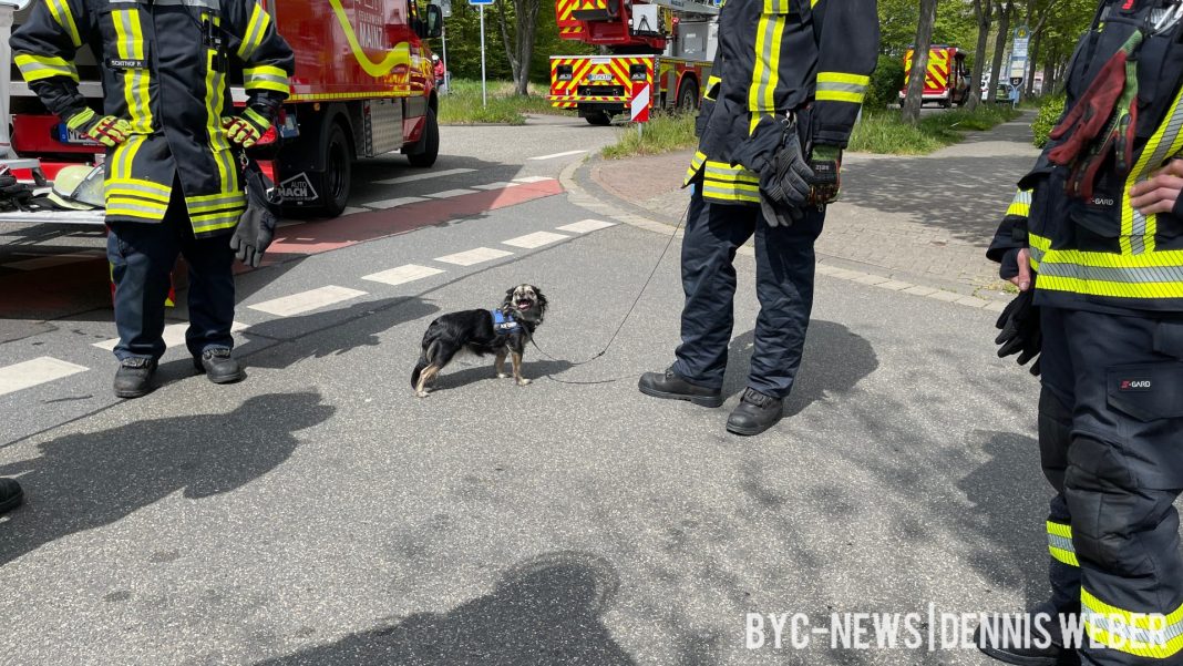 Mainz Feuerwehr rettet Besitzer und Hunde aus Wohnung BYCNews