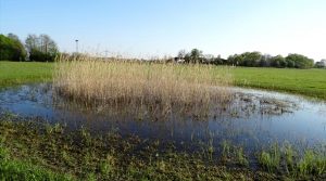 Südhessens naturschutzgebiete leiden unter corona-stress Bild1 zu pm naturschutzverstoesse