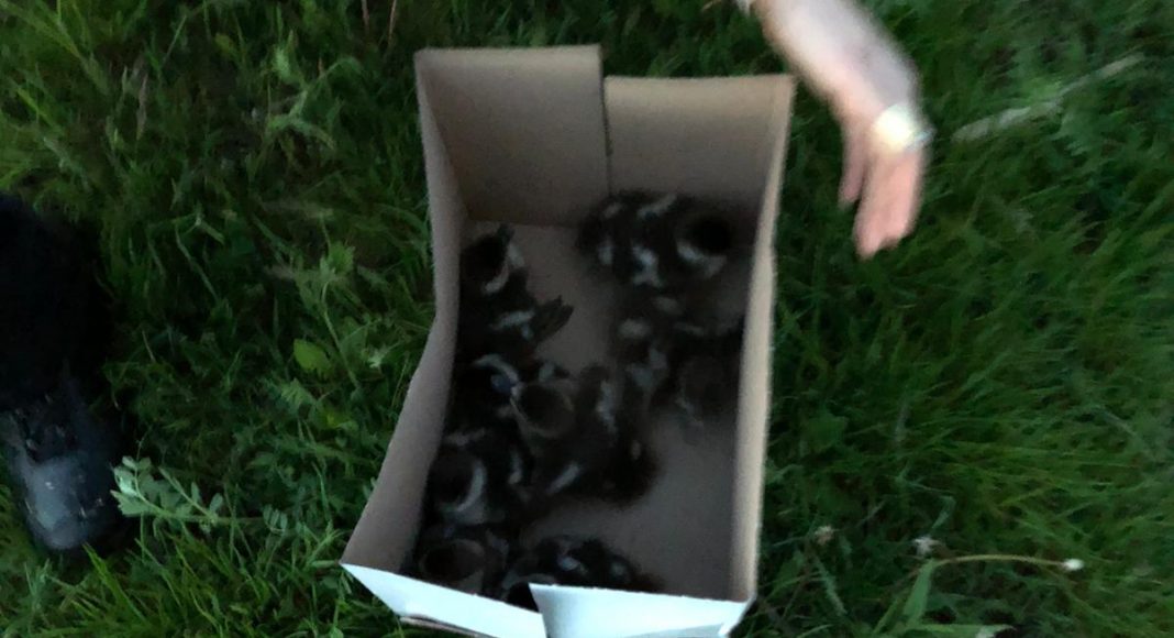 FotovondenEnten e1620874224844