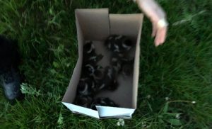 Fotovondenenten e1620874224844