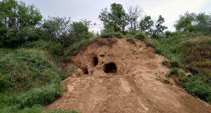 Loesswandguntersblum e1620955618491