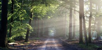 Waldweg