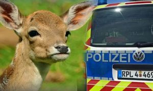 Whatsapp image 2021 05 16 at 15. 11. 24