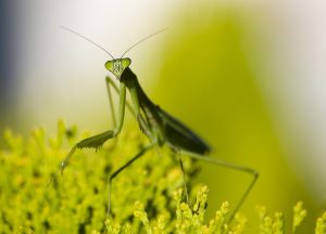 Smart automobile entwickelt vollelektrischen geländewagen Smart automobile entwickelt vollelektrischen geländewagen