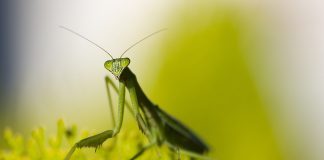 mantis 5667415 960 720