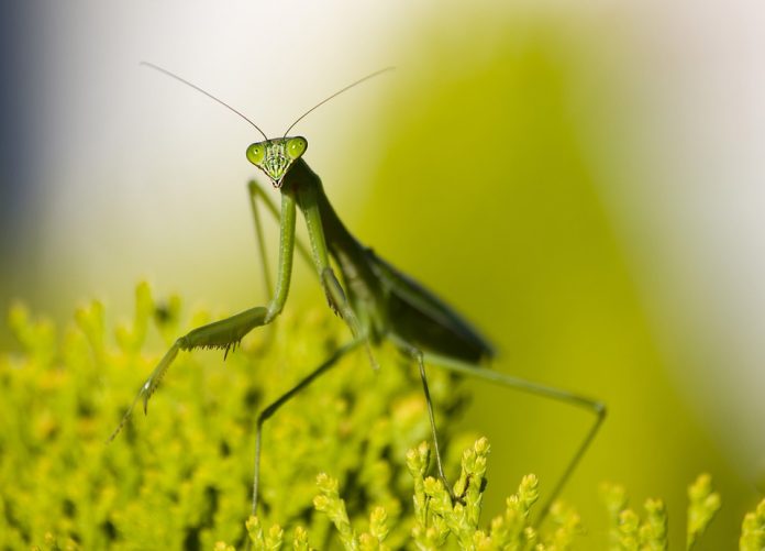 mantis 5667415 960 720