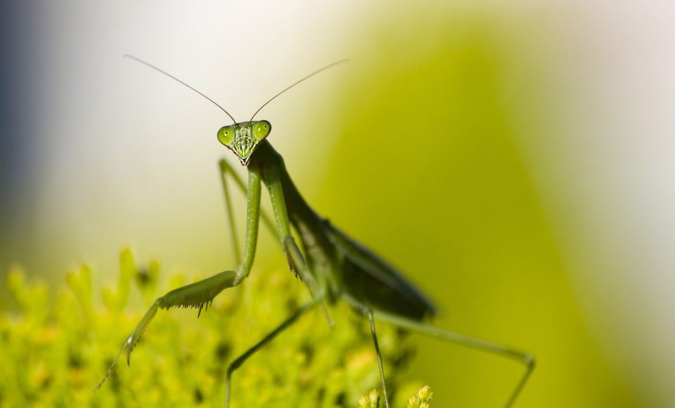mantis 5667415 960 720