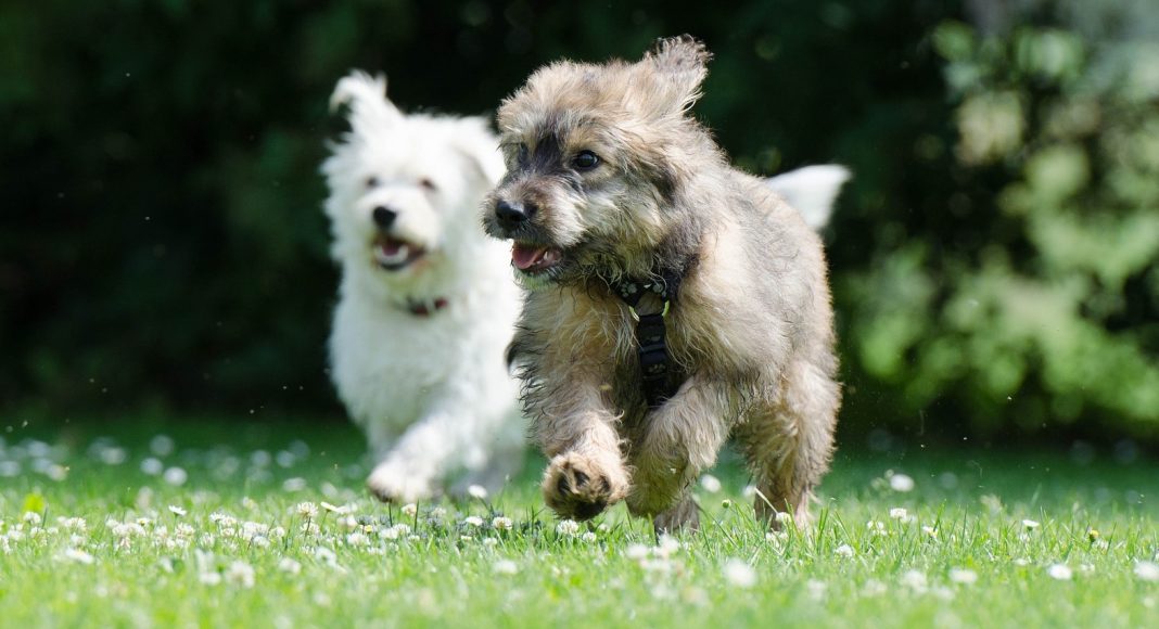 two race dogs 750570 1920