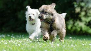 Neuer spielplatz in wackernheim eröffnet