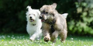 two race dogs 750570 1920