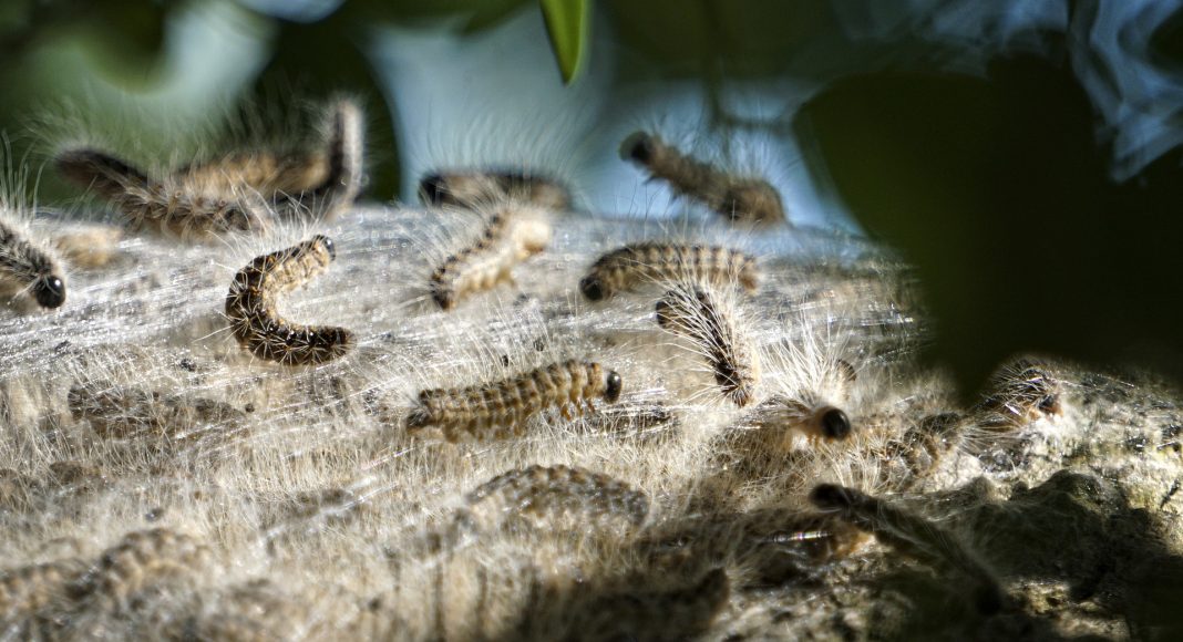 ua eichenprozessionsspinner pixabay e1620202259409