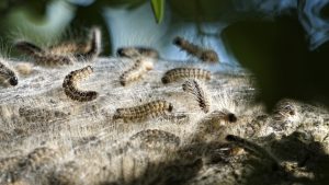 Ua eichenprozessionsspinner pixabay e1620202259409